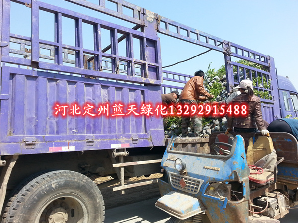 沧州橄榄树_易速网 河北省霸州经济技术开发区于一九九六年九月被省政府批准为省级经济技术开发区,规划面积8.6平方公里,核准面积6.1平方公里,下辖三个社区。园区拥有便捷的交通区位,北距北京76公里,东临天津70公里,西去保定70公里,处在"大北京经济圈"的中心位置,市内京九铁路、津霸铁路联络线、保津高速公路、大广高速、廊沧高速、106、112两条国道及建设中的保津高铁贯境而过,形成了"四个黄金"十字交叉。建区以来,开发区坚持“全面规划、分步实施、滚动发展”的发展
