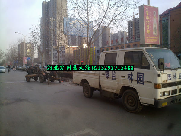 河北省定州市南环路绿化苗木工程--20公分法桐20公分青桐20公分榆叶梅移植