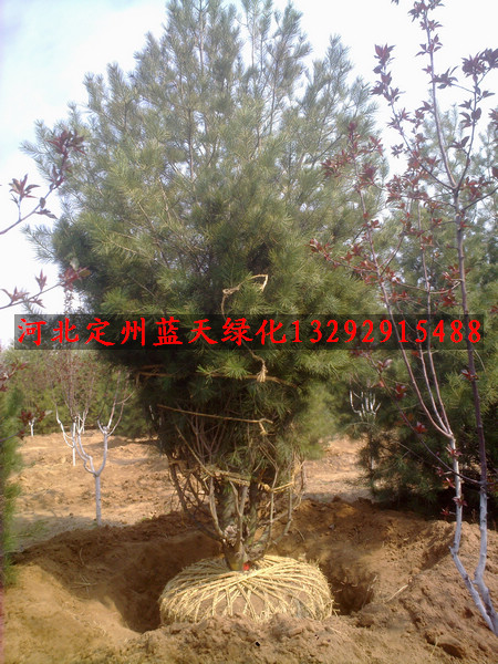北京市海淀区厢红旗路绿化苗木高标准白皮松