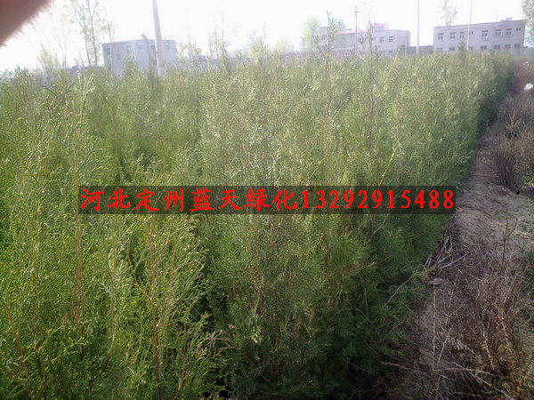 北京市门头沟区王平镇绿化苗木卫矛爬山虎卫矛球