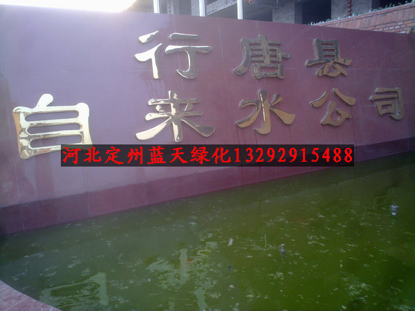 行唐市自来水公司绿化工程--金叶女贞、樱花、西府海棠、紫薇、樱桃、石榴