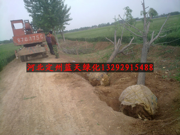 北京市门头沟区桑峪村停车场绿化苗木20公分柳树